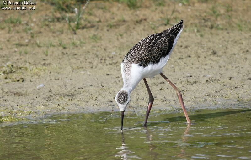 Black-winged Stiltjuvenile