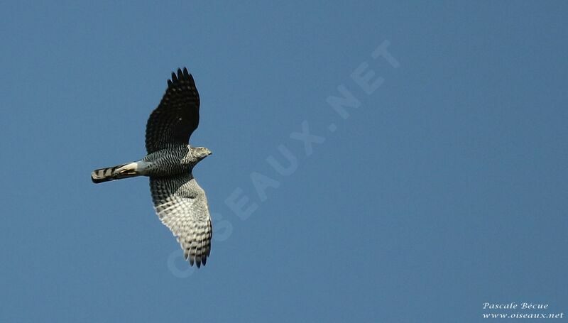 Eurasian Sparrowhawk female adult