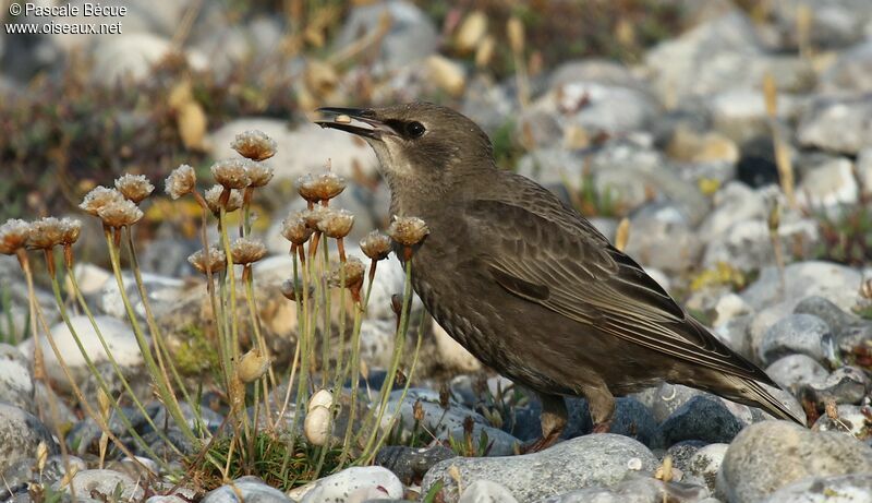 Common Starling