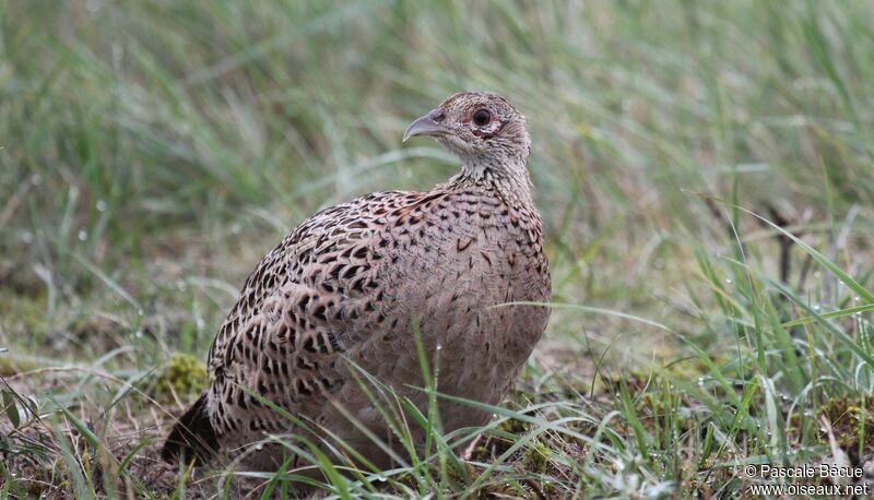 Common Pheasant female adult