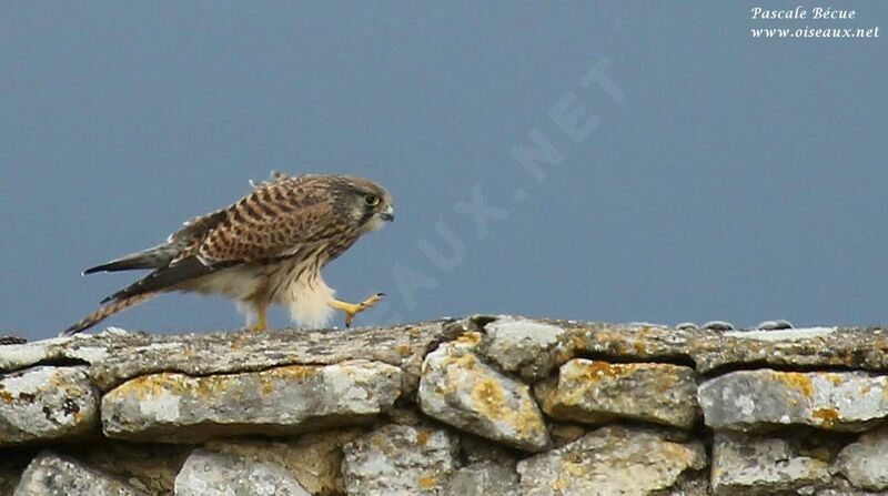 Common Kestrel male adult