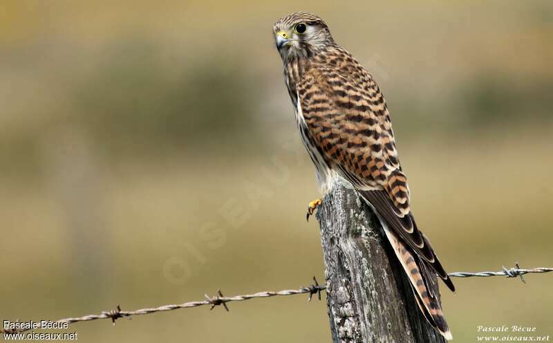 Faucon crécerelle femelle adulte, identification