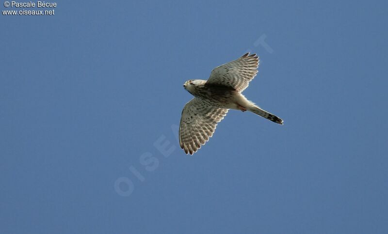 Common Kestrel, Flight