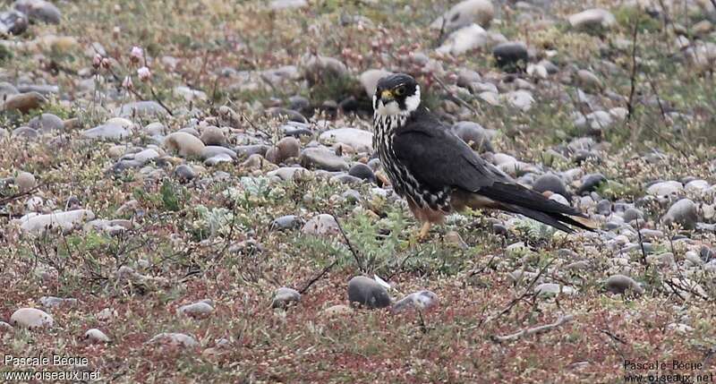 Eurasian Hobbyadult, identification