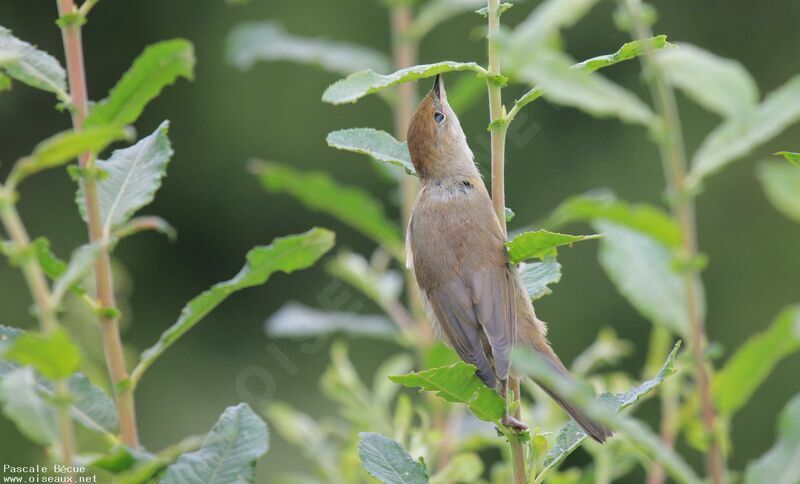 Eurasian Blackcap female adult, Behaviour