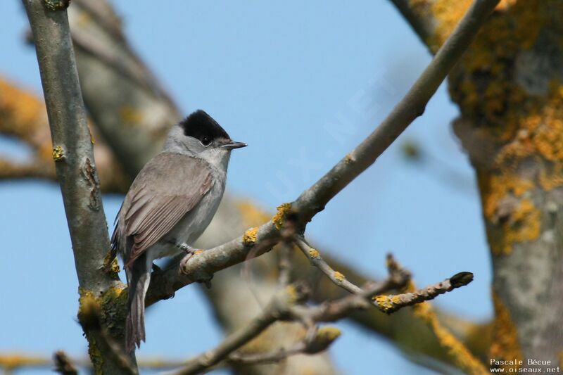 Eurasian Blackcap male adult