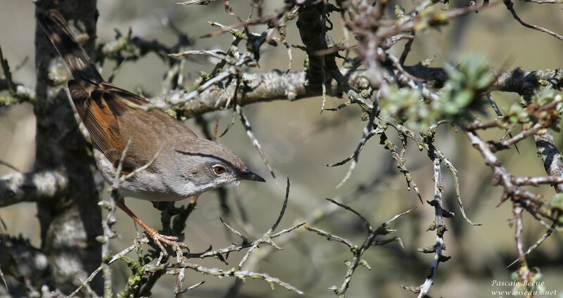 Common Whitethroatadult