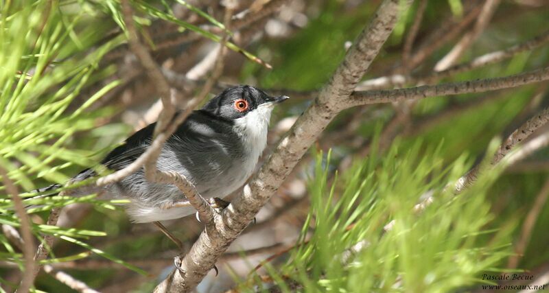 Sardinian Warbleradult