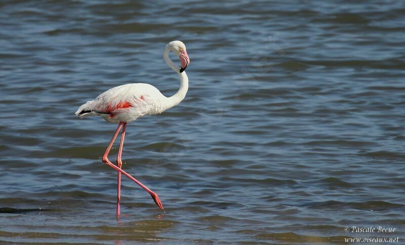 Flamant roseadulte