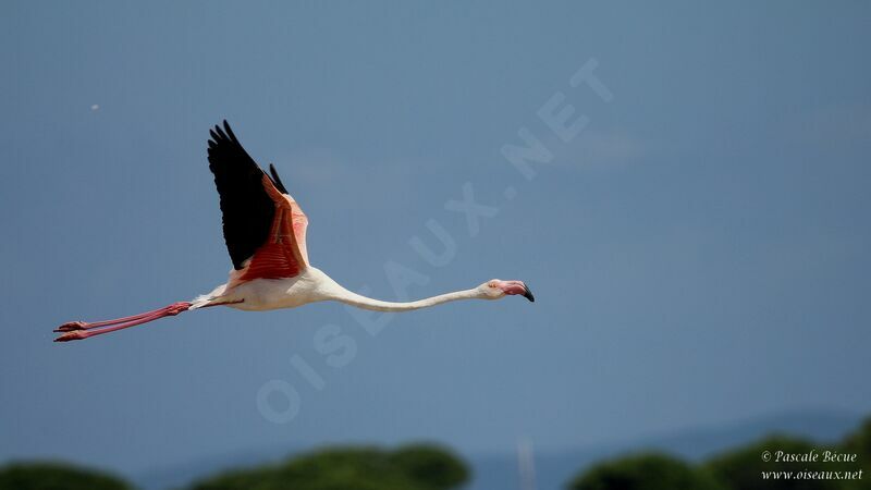 Flamant roseadulte