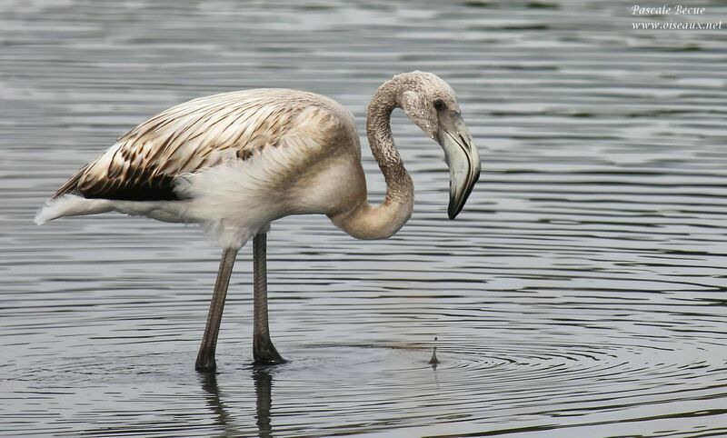 Greater Flamingoimmature