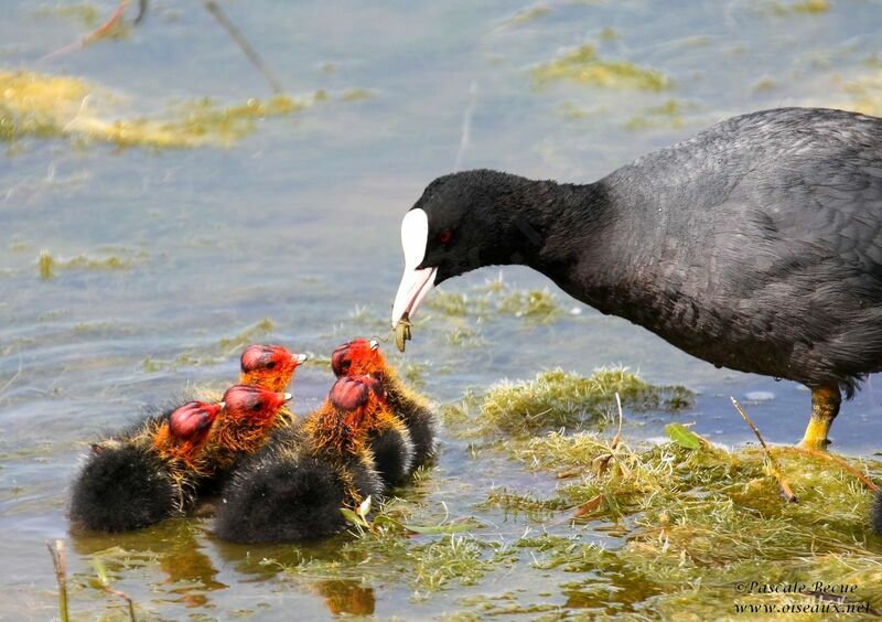 Eurasian Cootjuvenile, Behaviour