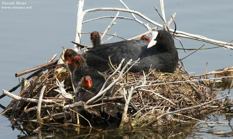 Eurasian Coot, Reproduction-nesting