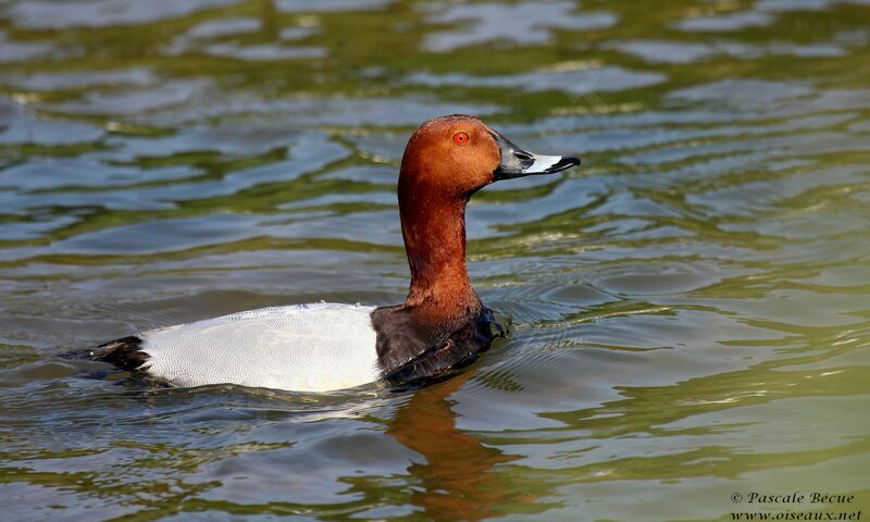 Common Pochard male adult