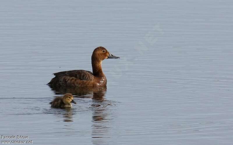 Common Pochard, swimming