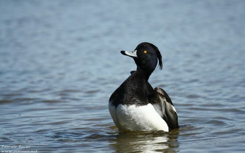 Tufted Duck male adult