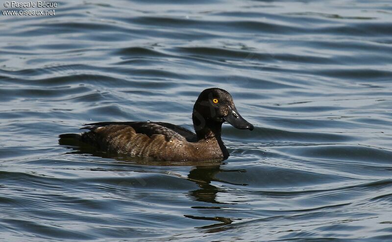 Tufted Duck female adult