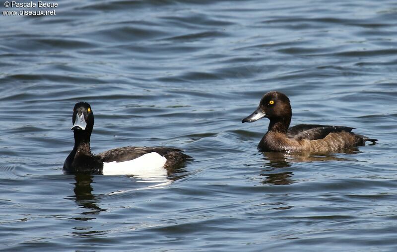 Tufted Duck 