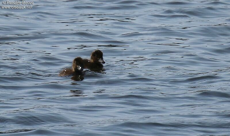 Tufted Duckjuvenile