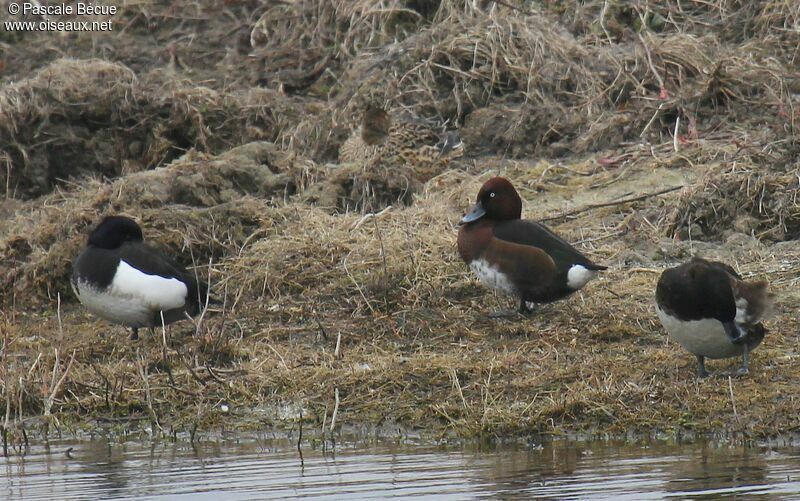 Ferruginous Duckadult