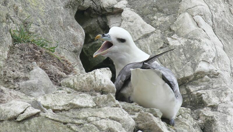 Fulmar boréaladulte