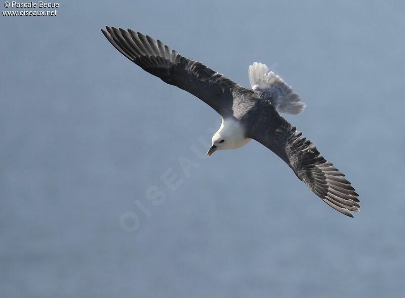 Fulmar boréaladulte, Vol