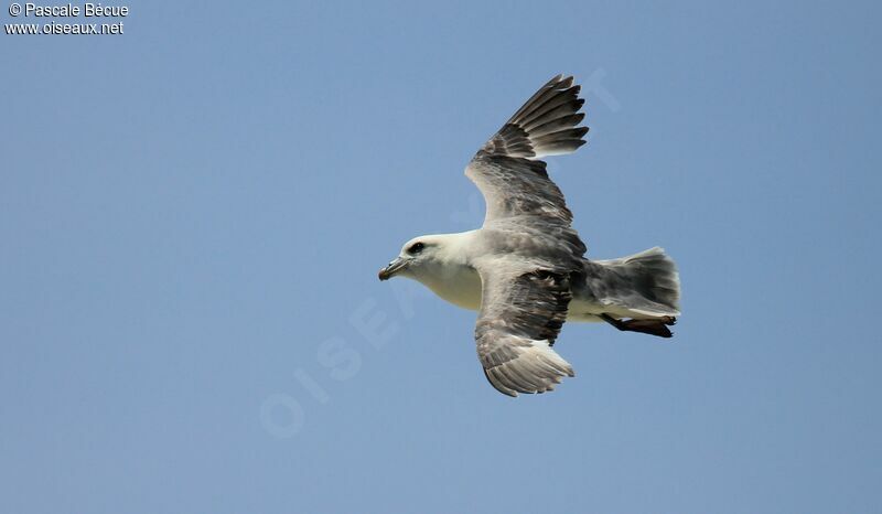 Fulmar boréal