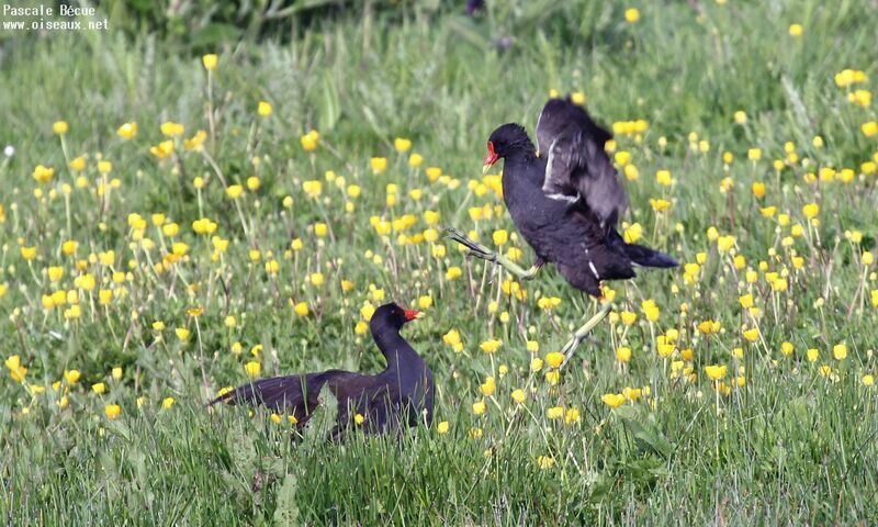 Common Moorhen male adult, Behaviour