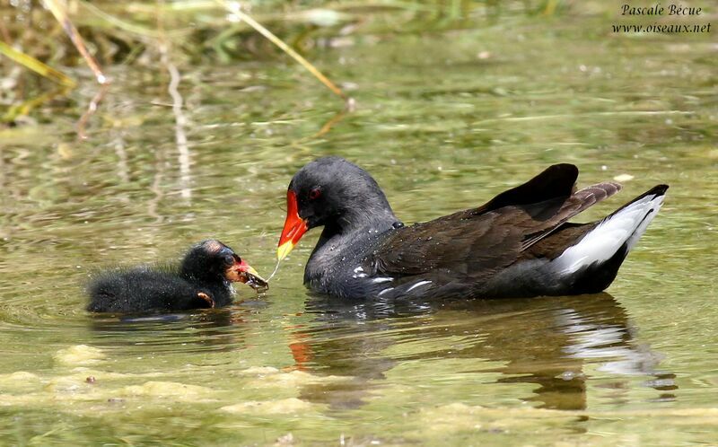 Gallinule poule-d'eau, Comportement