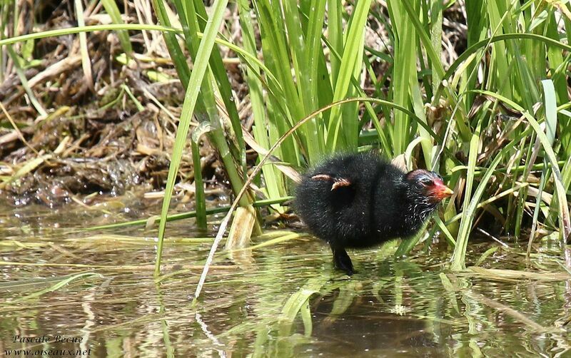 Gallinule poule-d'eaujuvénile