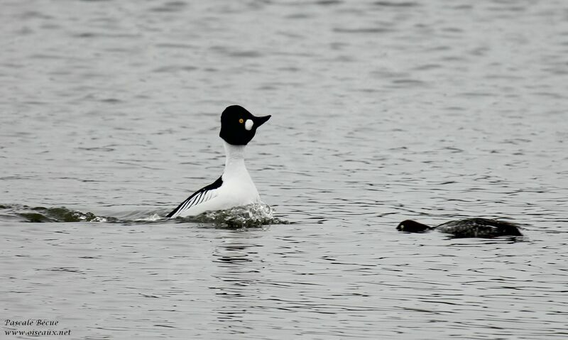 Common Goldeneye adult