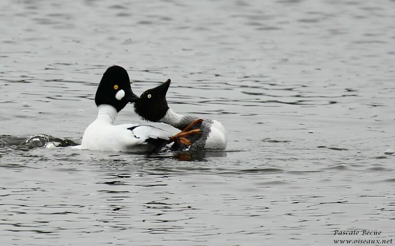 Common Goldeneye adult, Behaviour