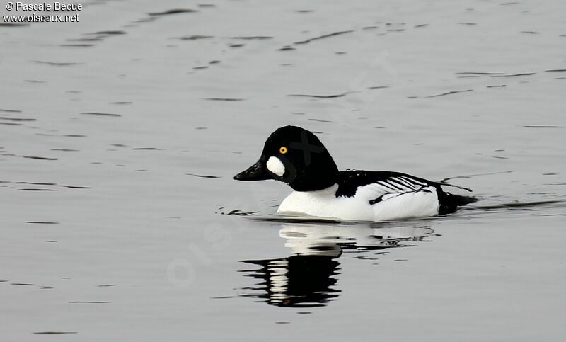 Common Goldeneye male adult