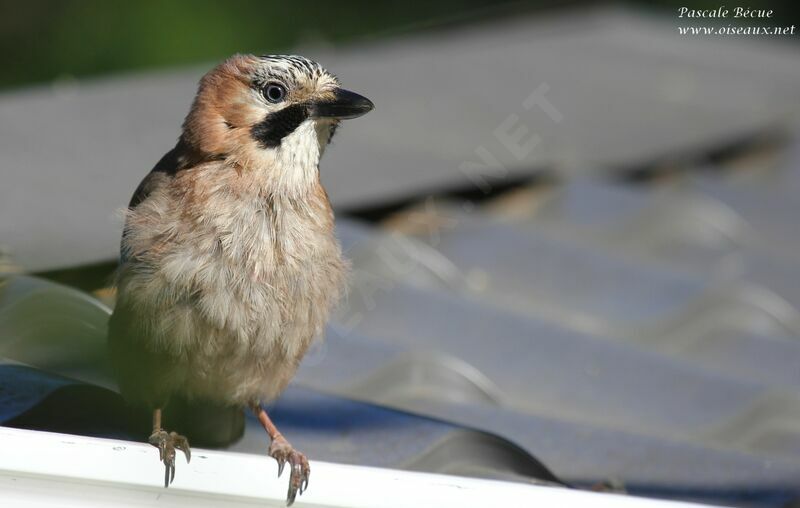 Eurasian Jayadult