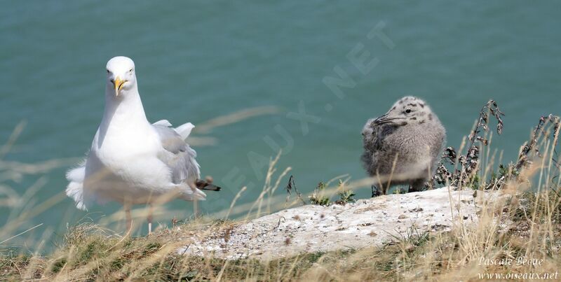 European Herring Gull