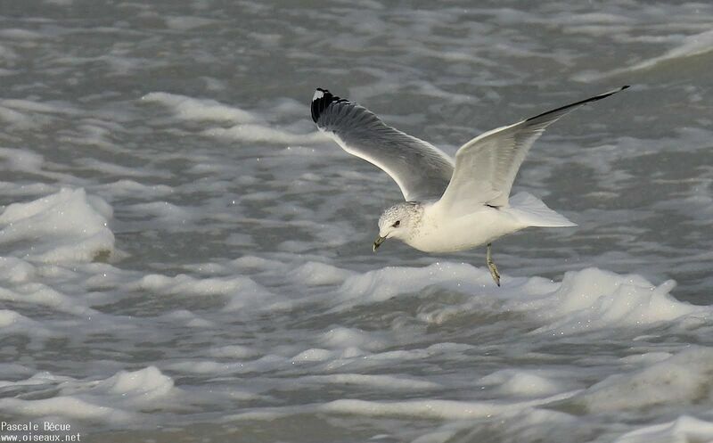 Common Gulladult, Flight