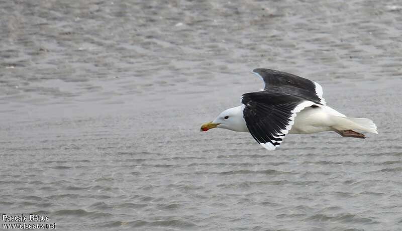 Great Black-backed Gulladult, Flight