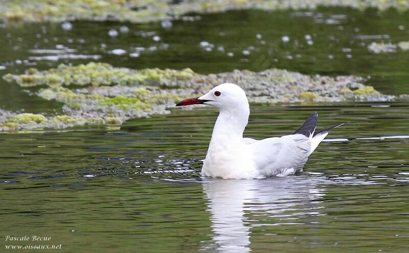 Slender-billed Gulladult