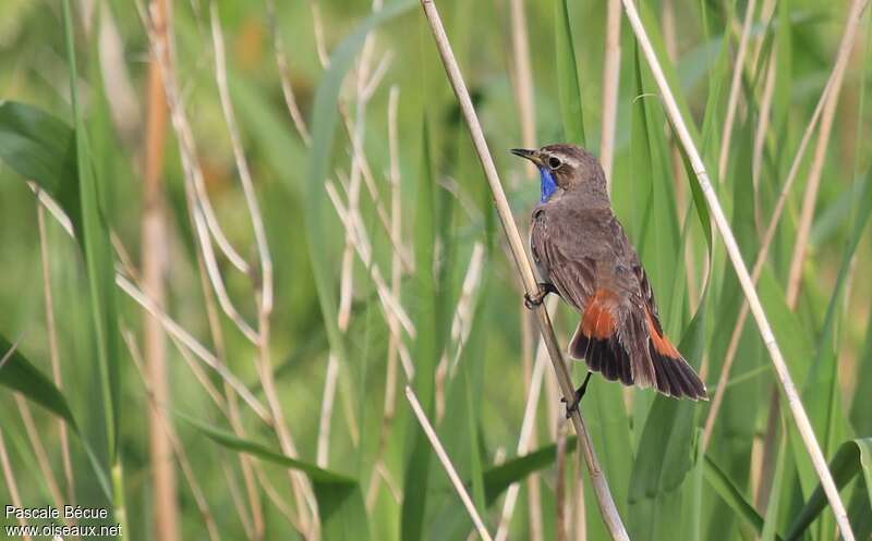 Bluethroat male adult