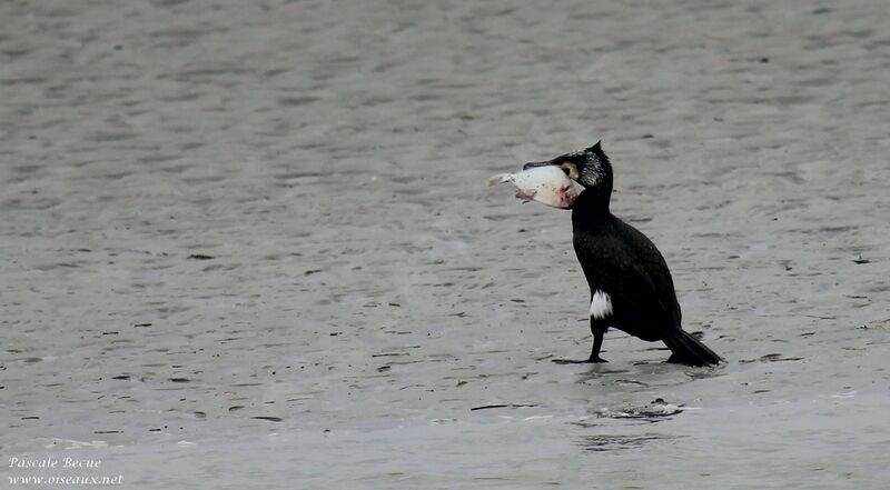 Grand Cormoran mâle adulte nuptial