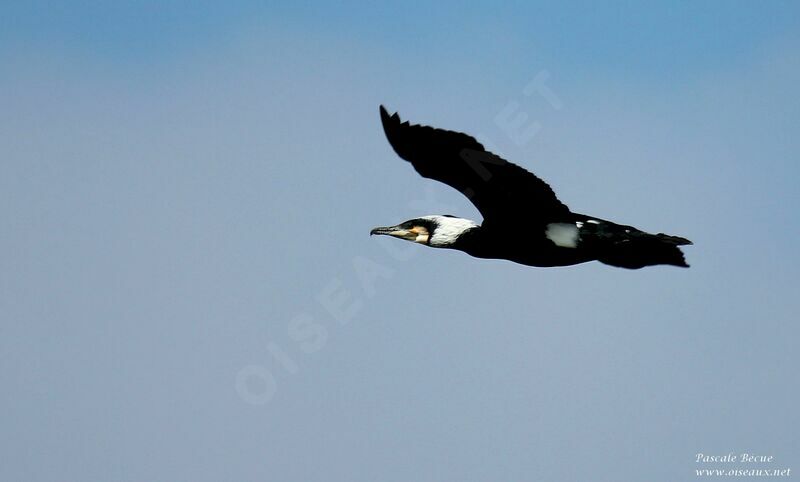 Grand Cormoranadulte nuptial, Vol