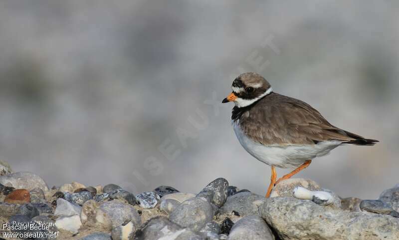 Common Ringed Plover female adult breeding, identification