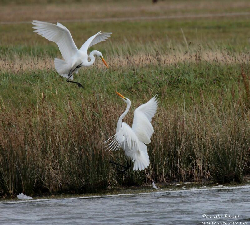 Great Egretadult, Behaviour