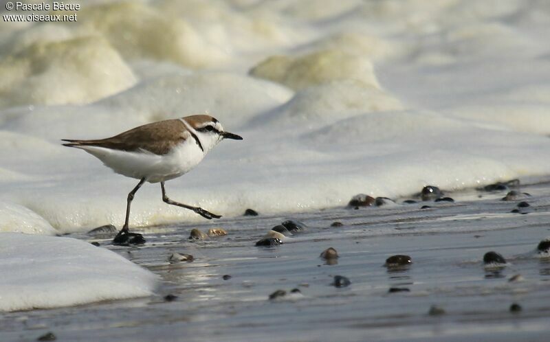 Kentish Ploveradult