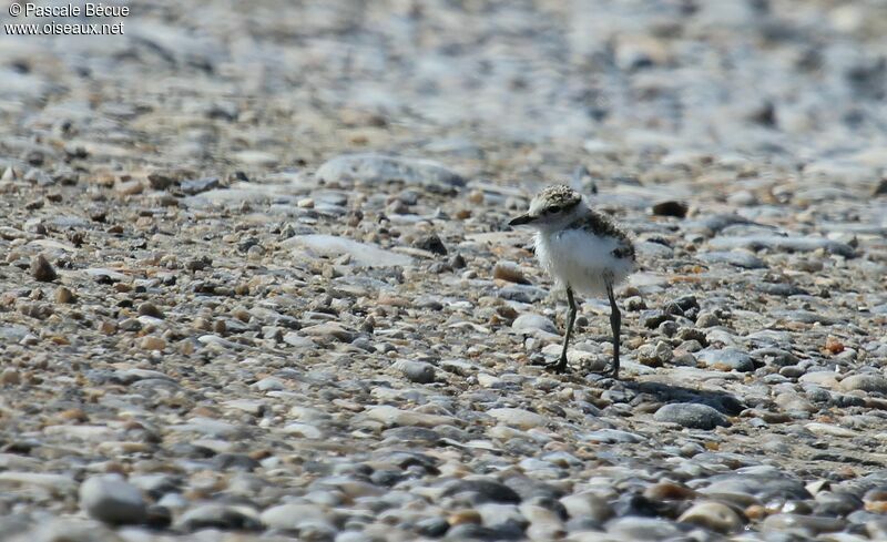 Kentish Ploverjuvenile