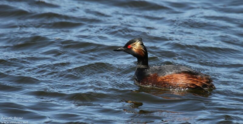 Black-necked Grebeadult breeding