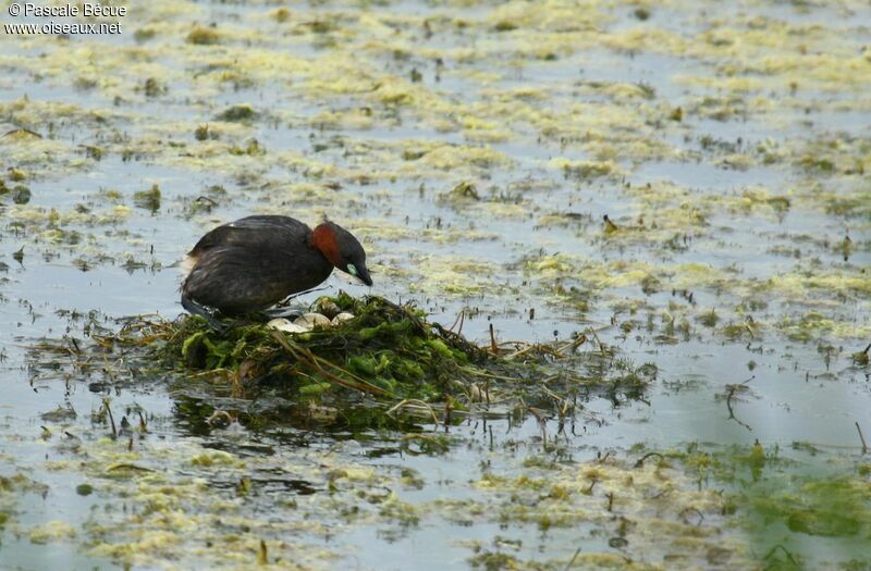 Little Grebeadult, Reproduction-nesting