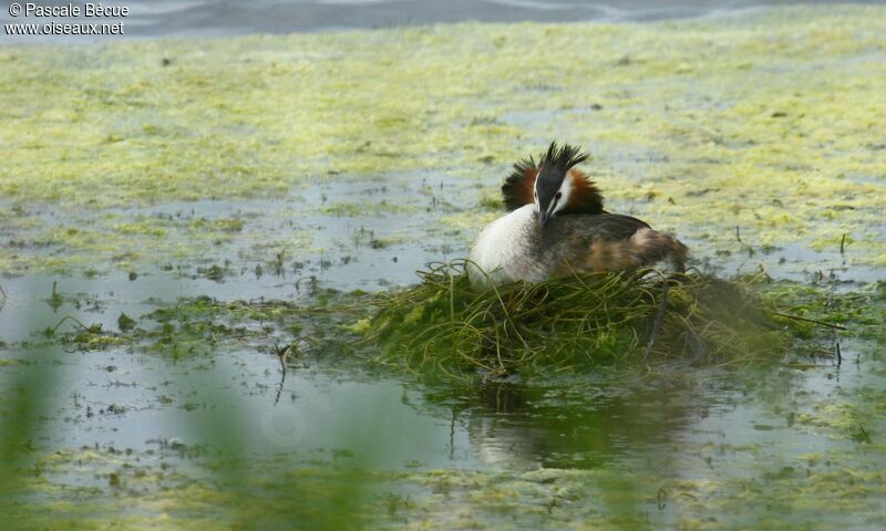 Great Crested Grebeadult, Reproduction-nesting