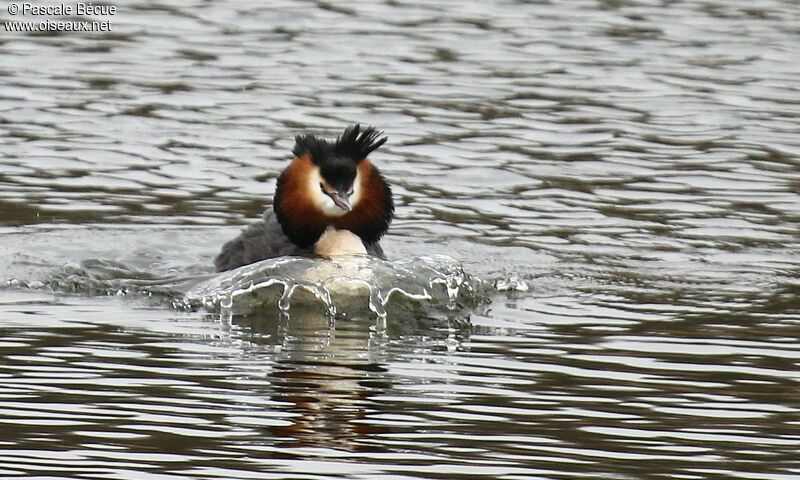 Great Crested Grebe