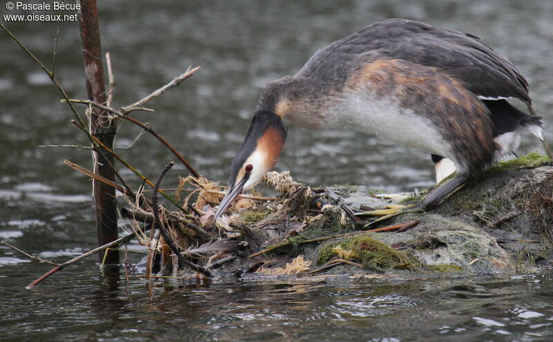 Great Crested Grebe female adult